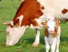 Корова к чему снится корова сонник коровы толкование снов коров бесплатно онлайн